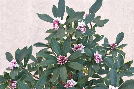 瑞香花骨朵和叶子区别