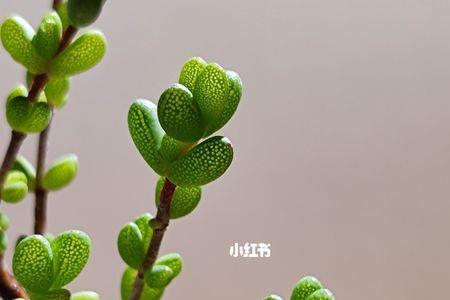 橙叶枝干番杏植物学分类