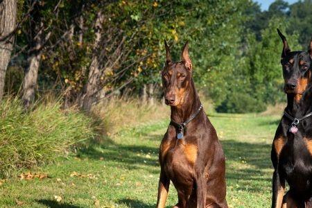 宾沙犬和杜宾犬哪个贵