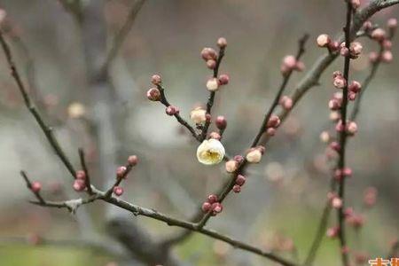 梅花的茎是什么颜色