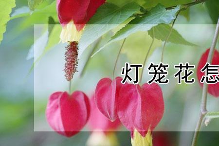 红灯笼花好养吗