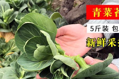 苏州青菜11月份能种植么