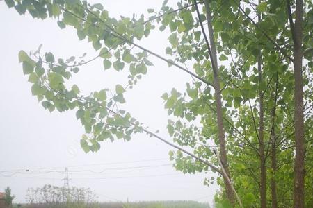 沂水沂河钓鱼最佳地点