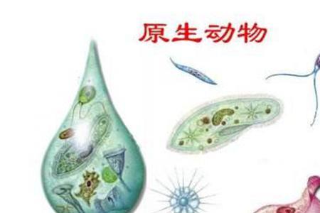 原核生物是生物药还是化学药