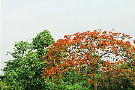 凤凰木可以嫁接吗