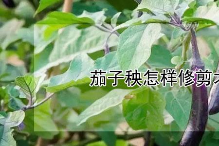 茄子秧像什么