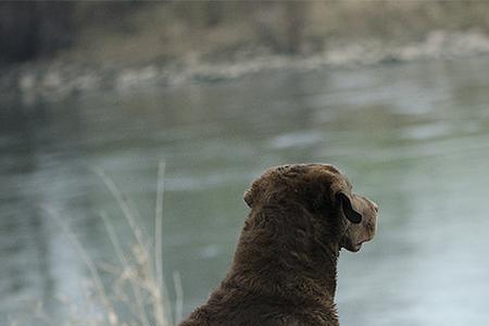 切萨皮克海湾寻回犬会咬人吗