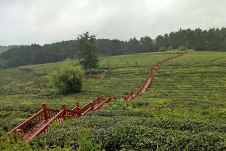 云山茶海自驾游攻略