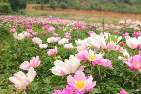 去敖宝村看芍药花需要门票吗