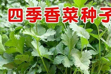 大叶香菜的盆栽方法