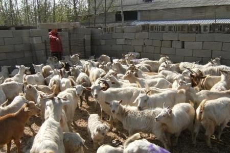 山东十大养殖基地