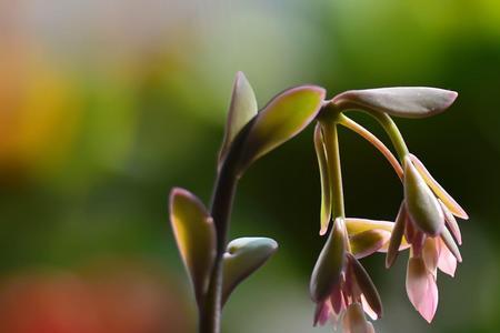 花蕊的蕊希望的希是什么意思