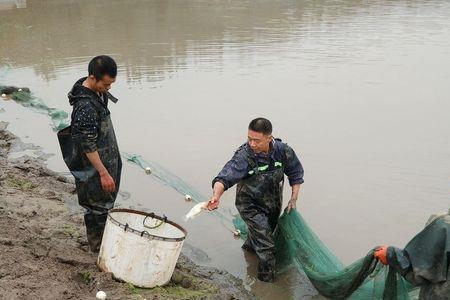 河里网鱼过后还可以钓鱼吗