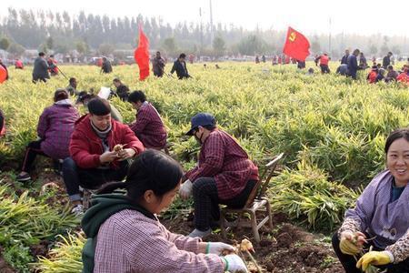 武汉话收姜什么意思