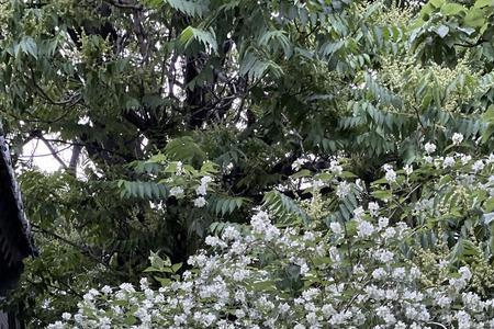 院子里种开白花的树好吗