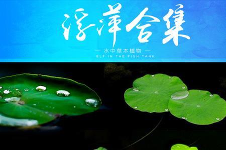 水里浮萍变多说明什么