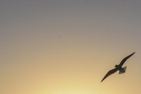 描写夕阳海鸥的诗词