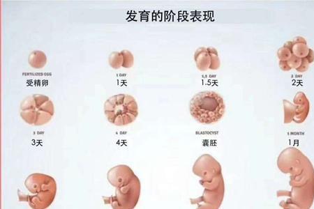 几个月生孩子算足月