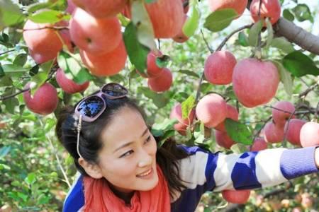 抚顺10月采摘园都可以摘什么