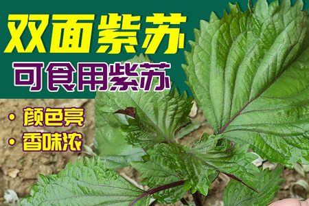 紫苏开花打子能种吗