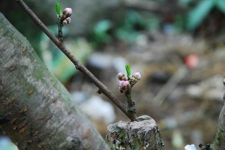 桃树在北方什么时间发芽