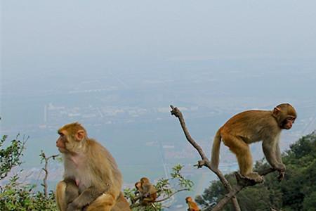 连云港先看海还是先去花果山