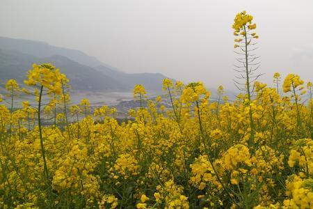 怎么表达油菜花香