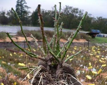 丁香花裸根的栽种方法