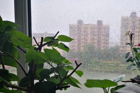 无情雨是啥意思