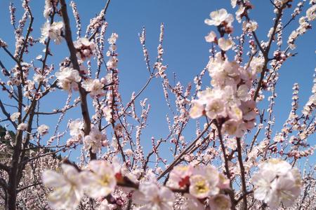 东营杏花几月开