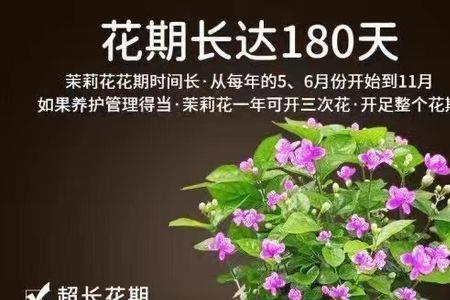 什么是木本茉莉花