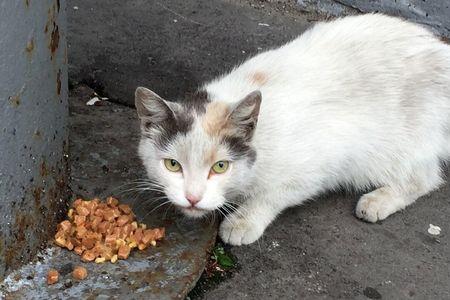 家猫和流浪猫怎么融合