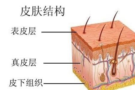 什么叫肌肤关系