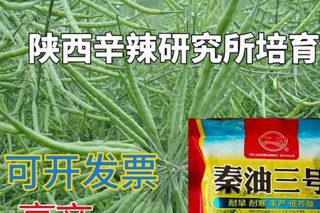 秦油15油菜品种