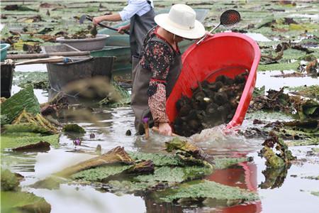 芡实根茎如何采摘