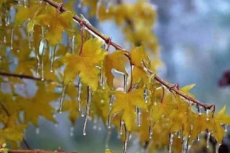 爱情雨夹雪表达什么意思啦