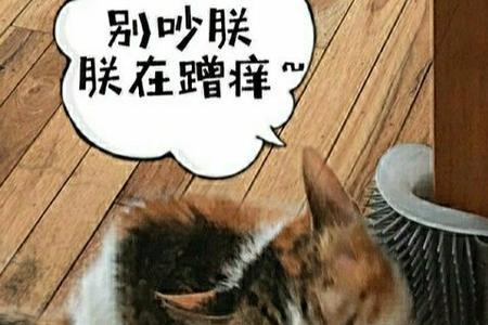 猫在你旁边蹭来蹭去是什么意思