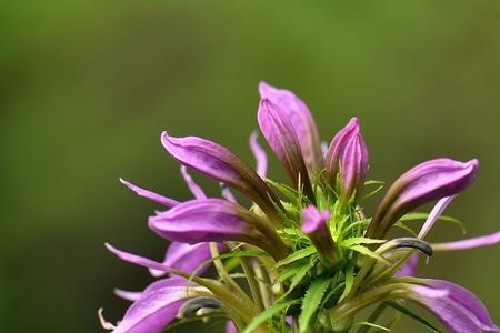 山根菜别名