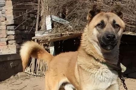 中华田园犬一餐一碗饭够不够