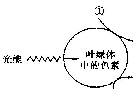 光合作用是物理变化吗