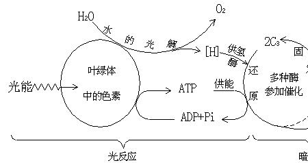 光合作用pi是什么