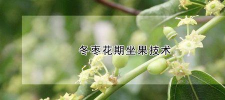 冬枣8月开的花还能结果吗