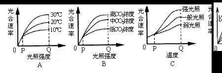 光合强度一般是多少