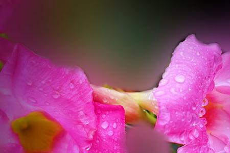 飘香花花语