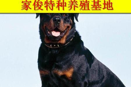 罗威纳警犬巴法罗有尾巴吗