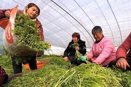 芦蒿一年可收割几次