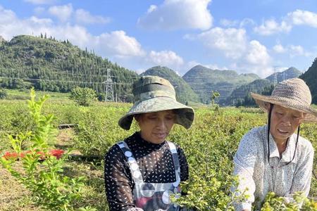 金刺梨种植最佳时间