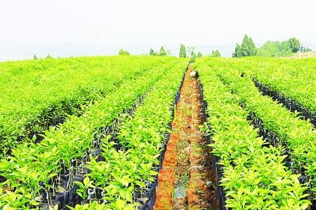 怎样注册柑橘种植基地