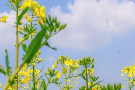 油菜授粉的最佳时间