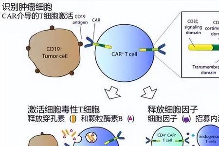 t细胞与靶细胞信息交流方式